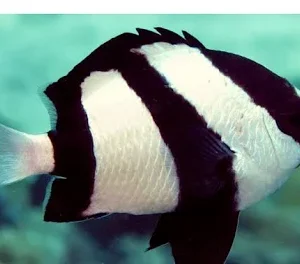 Donzela Three Striped