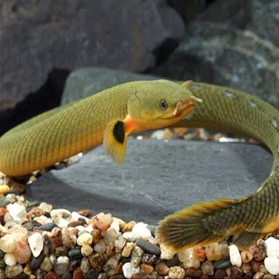 Peixe Corda 20-24cm / Erpetoichthys calabaricus