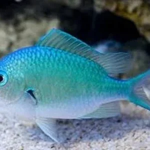 Donzela Green Chromis