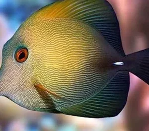 Scopas Tang - Zebrasoma scopas