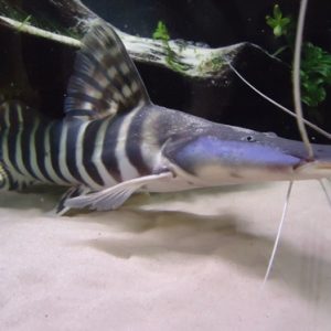 Tigrinum 8cm (Brachyplatystoma tigrinum)