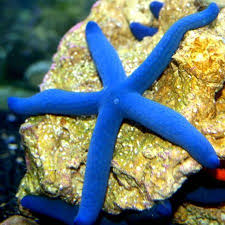 Estrela Linckia Blue