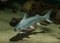 Bagre Lince 20cm - Platynematichthys notatus