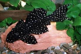 Cascudo Galaxia L097 15cm