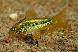 Corydora Gold Laser (Corydoras sp. CW010)