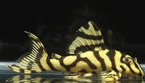 Cascudo Tigre de Ouro L134 6-8cm
