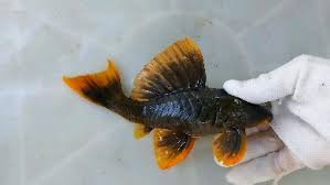 Cascudo L360 Firefin Pleco 8-12cm (Hypostomus sp.)