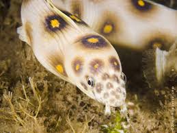 Moreia Mirictis / Myrichthys ocellatus