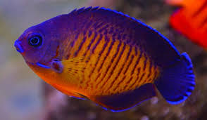 Centropyge Coral Beauty