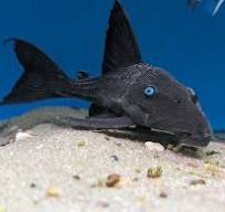 Panaque cochliodon 15-18cm
