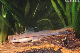 Mandizinho (Pimelodella gracilis)