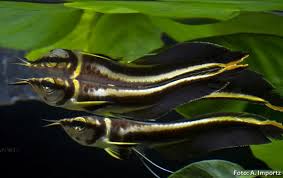 Aruanã Negra 8cm (Osteoglossum ferreirai)