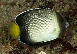 Cream Angel (Apolemichthys xanthurus)
