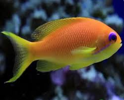 Anthias squamipinnis