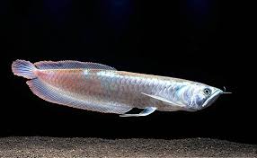 Aruanã Prata (Osteoglossum bicirrhosum) 20-25cm (NA RAÇÃO)