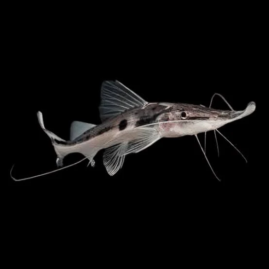 Bagre-Esturjão - Platystomatichthys Sturius