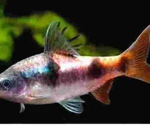 Barbo Arulius (Dawkinsia arulius)
