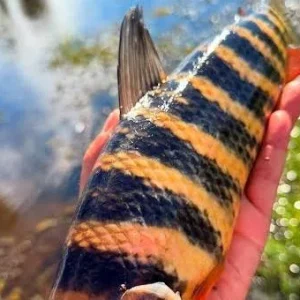 Piau Flamengo (Leporinus fasciatus)