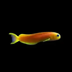 Blênio Midas - Ecsenius midas