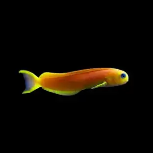 Blênio Midas - Ecsenius midas