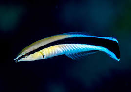 Cleaner Wrasse - Labroides dimidiatus