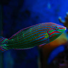 Melanurus Wrasse / Halichoeres melanurus