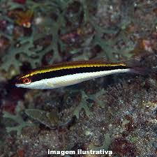 Wrasse Maculipina / Halichoeres maculipinna