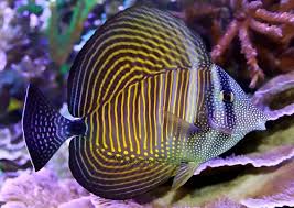 Desjardini Tang do Mar Vermelho / Zebrasoma desjardinii
