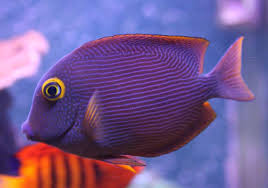 Kole Yellow Eye Ctenochaetus strigosus