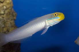 Gold Head Sleeper Goby / Valenciennea strigata