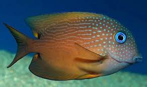 Tang Kole Blue Eyes / Ctenochaetus strigosus ou Ctenochaetus binotatus