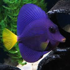 Purple Tang / Zebrasoma xanthurum