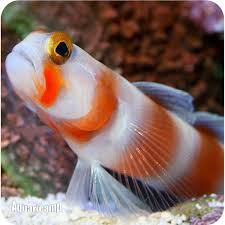 Aurora Goby / Amblyeleotris aurora