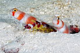 Aurora Goby / Amblyeleotris aurora - Imagem 2