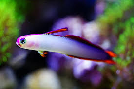 Purple Firefish / Nemateleotris decora