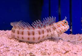 Orange Spotted Blenny / Blenniella chrysospilos