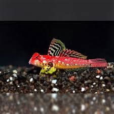 Ruby Red Scooter Blenny Dragonet