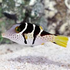 Puffer Valentini / Canthigaster valentini