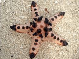 Estrela Chocolate Chip / Protoreaster nodosus