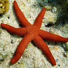 Estrela Red Luzon / Echinaster luzonicus