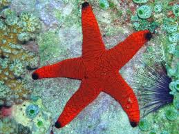 Estrela Fromia Monilis
