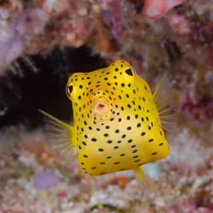 Yellow Boxfish / Ostracion cubicus