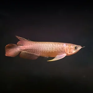 Aruanã Asiática Supreme Red