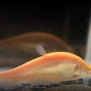 Faca Gosth Albino 5cm- Chitala ornata (peixe-faca-fantasma)