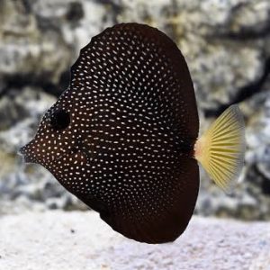 Zebrasoma gemmatum Tang (Medio)