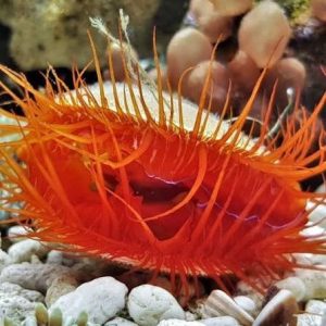 Electric Flame Scallop