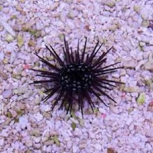 Ouriço Black Rock Short Spine (Echinometra mathaei)