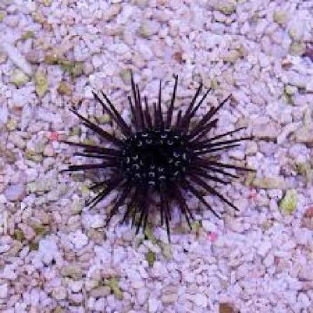 Ouriço Black Rock Short Spine (Echinometra mathaei)
