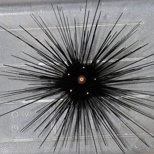 Ouriço Black Long Spine (Diadema setosum)