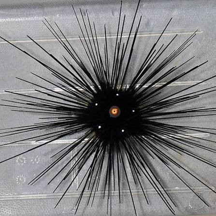 Ouriço Black Long Spine (Diadema setosum)